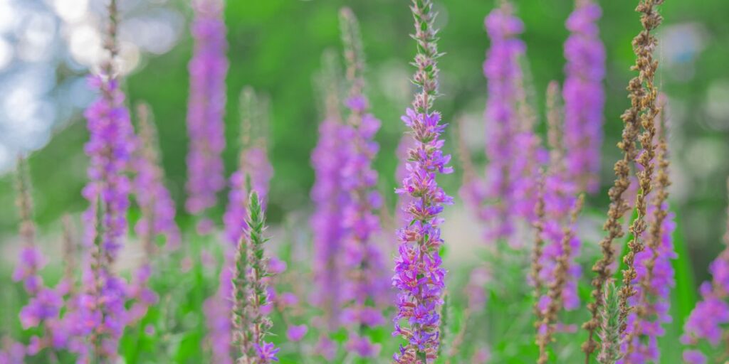 blå blomster - Alt om kendte Blå Blomster