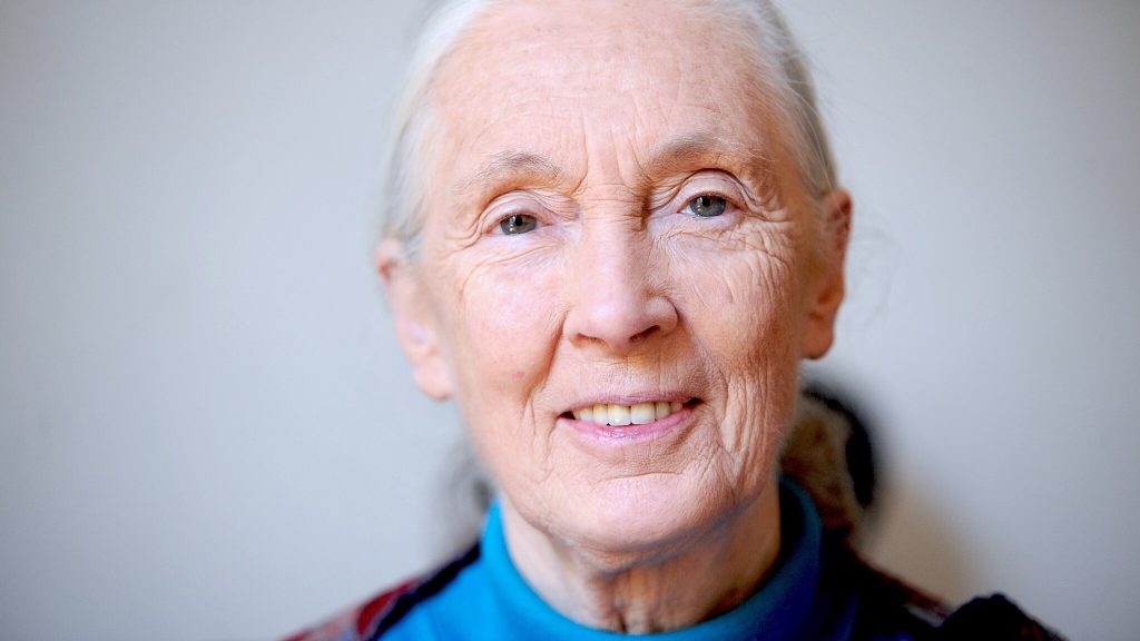 2048px jane goodall 2010 1024x576