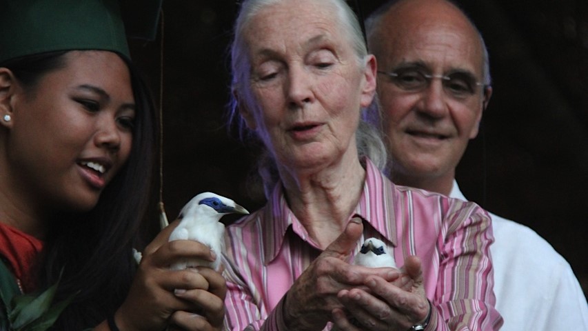 Dr jane goodall releases a bali starling at sibang jun 2014